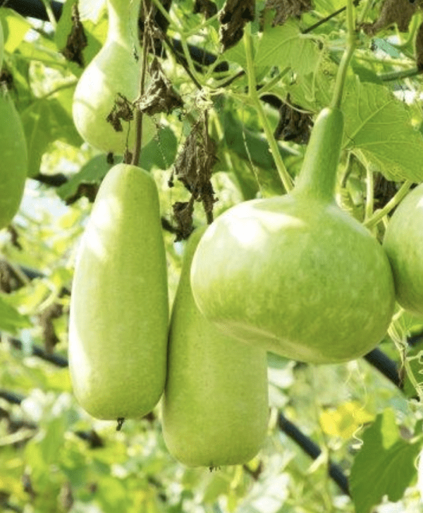 Calabash or Birdhouse Gourd (3.25" pot)